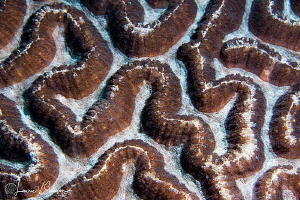 Brain coral/Photographed with a Canon 60 mm macro lens at... by Laurie Slawson 